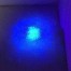 UV back light dog urine on carpet