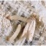 Carpet moth larvae